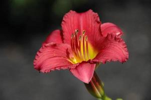 Single Red Tiger Lily