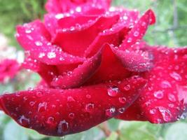 Rain Rose Oriental