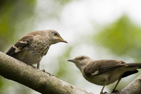 Northern Mockingbird Stock Photos, Images and Backgrounds for Free Download