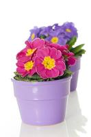Pink Primrose in flower pot