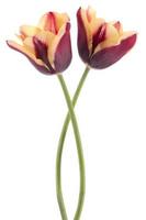 tulipán foto