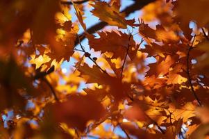 coloridas hojas de otoño en el árbol