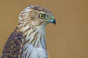 Side Portrait view of a Coopers Hawk photo