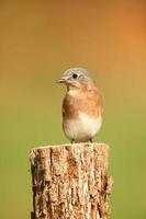 Eastern Bluebird with negative space photo