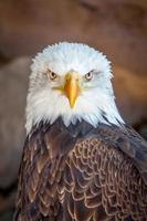 Bald Eagle portrait photo