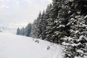 ramas de abeto en la nieve, bosque de invierno