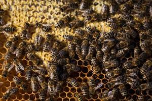disparo macro de abejas pululando en un panal