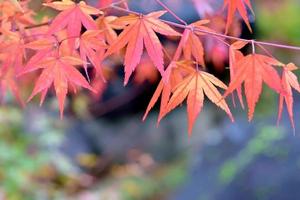 hojas de otoño foto