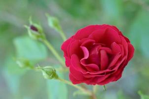 Red rose in bloom