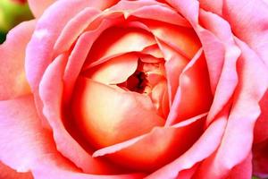 rosa rosa de cerca