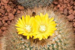 Cactus flowers photo