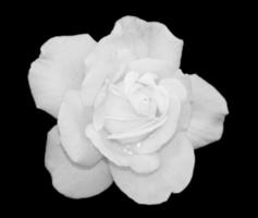 Rosa blanca