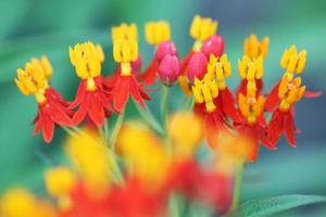 flor de asclepias foto