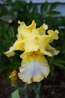 iris amarillo y blanco