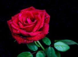 Red rose black