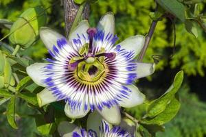flor de la pasión azul (passiflora caerulea) foto