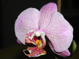 primer plano de orquídea rosa