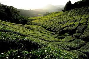 campos de plantaciones de té al amanecer