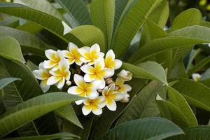 flores frangipani