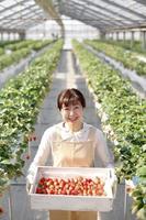 Strawberry growers photo