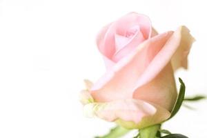 Close up of pink rose on white background. photo
