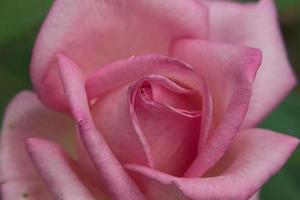 Pink rosebud photo