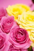 Flower of pink roses photo