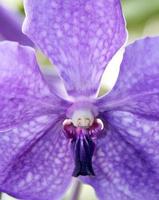 orquídea lavanda