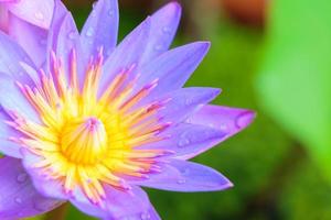 Lotus flower photo