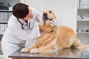 Veterinarian examining teeth of a cute dog photo
