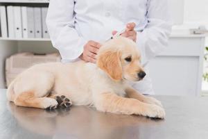 Veterinarian doing injection at a cute dog photo