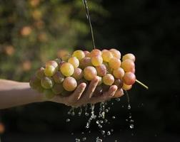 manos de mujer sosteniendo un racimo de uvas en sus manos foto
