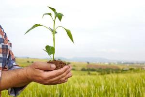 Man hands holding a plant. ecology concept photo