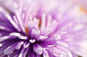 lilac flower photo