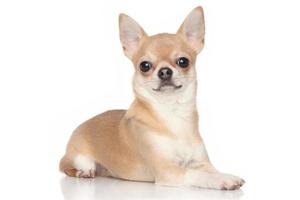 Chihuahua on white background photo