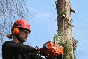 Woodcutter in action in denmark