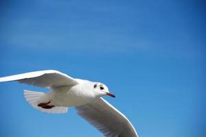 white seagull flying under blue sky