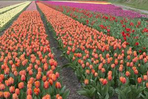 cultura del tulipán