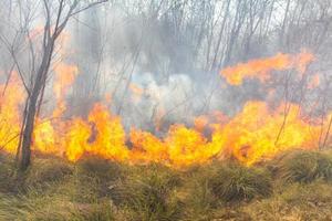 Tropical forest fire photo