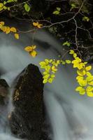 Autumn foliage and flowing stream