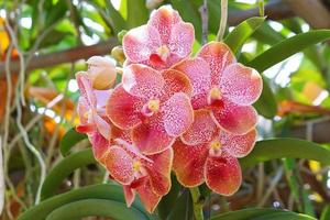 orquídea foto