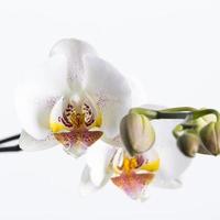 flor de orquídea en blanco