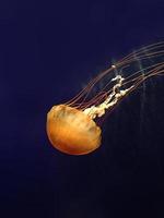 Jelly fish photo