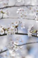 Cherry blossom Image