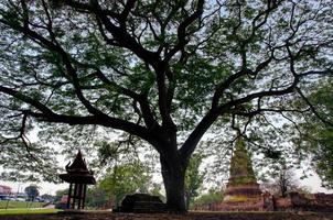 gran árbol en el antiguo templo budista foto