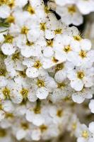 flores blancas de spiraea foto