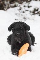 Big Black Schnauzer dog is plying with an orange frisbee photo