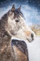 Winter portrait of  gray Arabian horse on snow fall