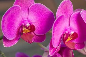 Beautiful purple orchid close up photo