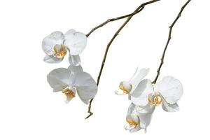 Orquídea blanca